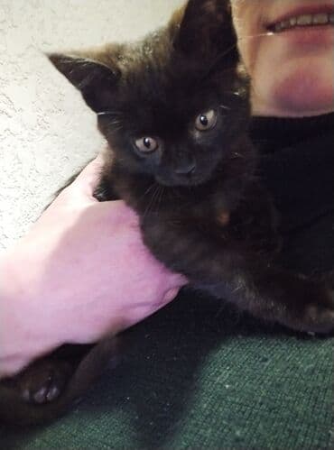 сколько стоит кастрация кота в бишкеке: Кошка даром: Беспородная, 3 месяца, Мальчик, Приучена к лотку — 5