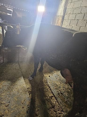 карась: Продаю | Корова (самка) | Для молока — 3