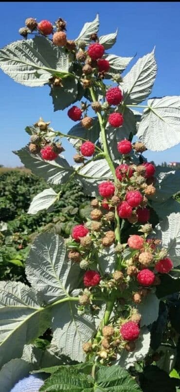 Саженцы малины ремонтантная сорт геркулес