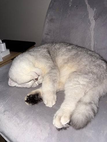 ящик сатылат: Продается котик 1 год Привитый, Проглистованный, Кастрированный — 4