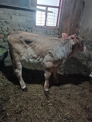 вест терьер: Продаю | Бык (самец) | Швицкая | Для разведения | Искусственник — 3