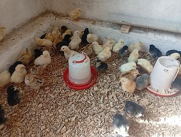 карликовой кури: Продаю | Цыплята | Несушки — 6