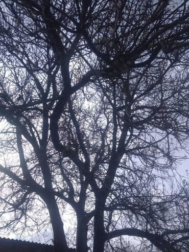 купить деревянные доски: Продаем ореховое дерево — 1