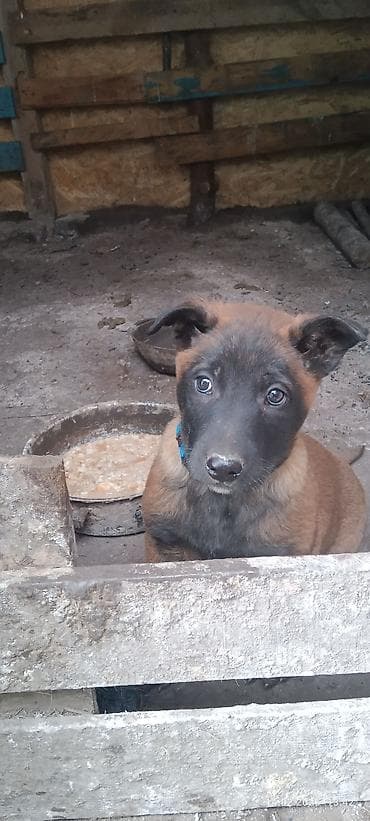 объявление продам собаку: Щенки с яркой «маской» на мордочке и короткой густой шерстью палевого — 3