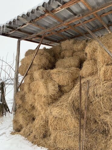 Продаю сено 80 тюк срочно