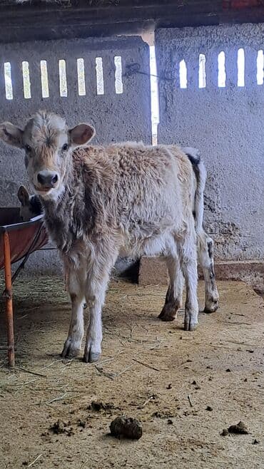 продаю музоо торпок корова самка бык самец айрширская ангус алатауская на забой для разведения на откорм племенные нетель привязанные: Сатам | Музоо | Аргын | Бордоп семиртүү үчүн — 4