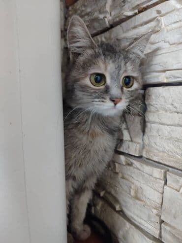 котенка в добрые руки: Ищем дом котёнку. Мальчик. Привезём сами — 2