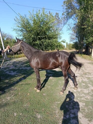 кой кыркыч: Продаю | Конь (самец) — 3