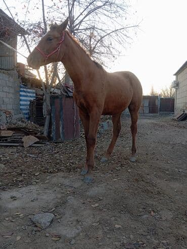 Продаю | Кобыла (самка) | Конный спорт — 3