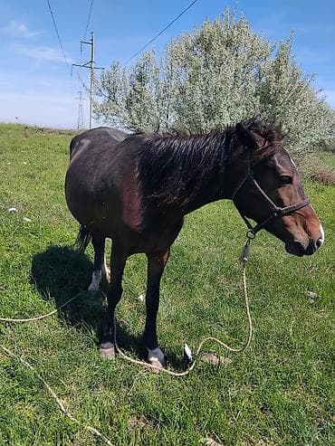 Продаю | Кобыла (самка) | Рабочий
