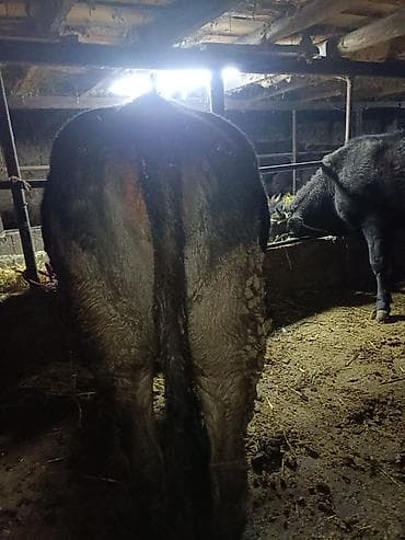 Үй жаныбарлары үчүн товарлар: Экинчи туут жакын бооз кунажын сатылат характери жакшы, жоош теппей — 3