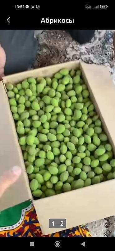 яблоко карликовые: 🍑Өрүктүн көк горо( корек)) сатылат Сорт 👍 Абрикос Королевкий зеленый — 1