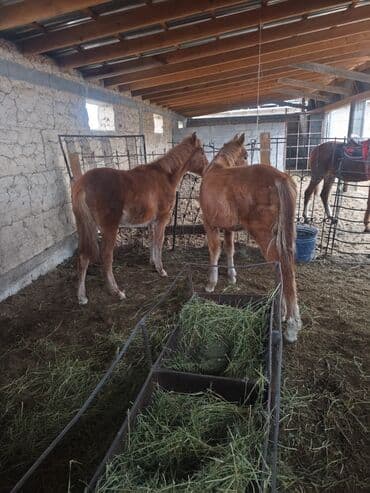 сельскохозяйственные животные продажа: Продаю | Жеребенок | Для разведения — 6