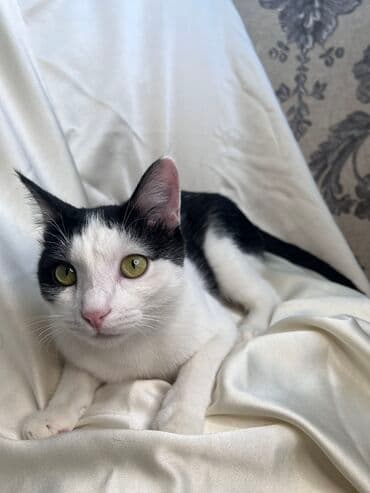 Грызуны: Беспородная, 9 месяцев, Мальчик, Биколор, Кастрирована, Метис, Приучена к лотку — 7