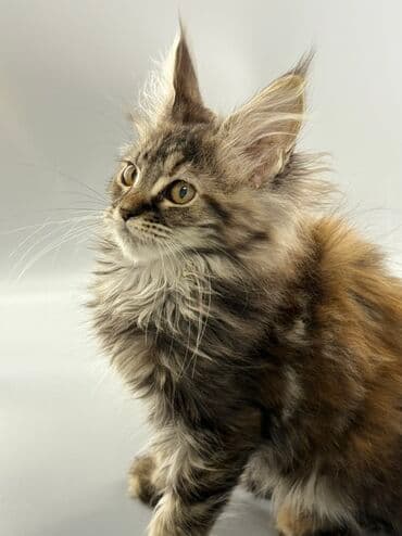 шотландские шиншилла котята купить: Порода: мейн-кун (котёнок) Окрас: серебристо-дымчатый с белым — 8