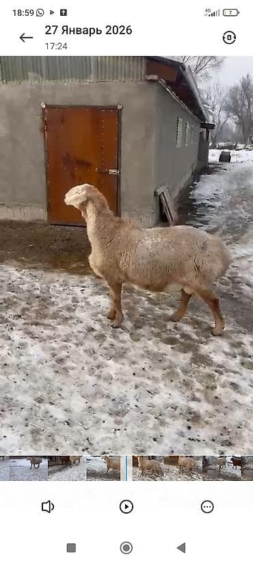 Другие животные: Продаю | Баран (самец) | Для разведения — 1