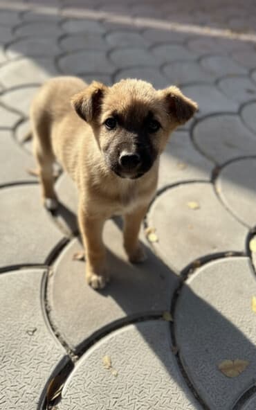 сколько стоит лабрадор собака: Собака даром: Дворняжка, 2 месяца, Самец, С прививкой — 1