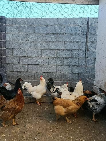 продаю курица: Продаю | Куры | На забой, Несушки, Для боев — 8