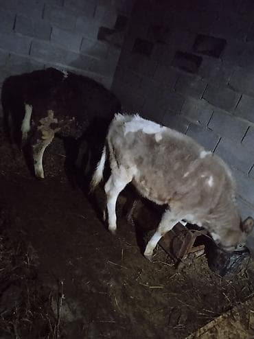 карови: Продаю | Тёлка | Голштин | Для разведения, Для молока — 1