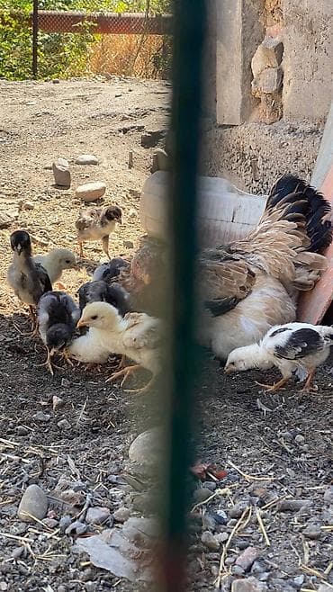 дакан шамо: Срочно продаю цыплят даканов курица обычная а цыплята даканы — 3