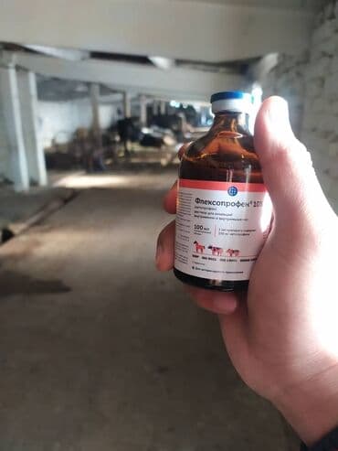 Ветеринар все услуги ветеринарного врача лечение до полного