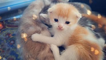 большая кошка: Котята домашние, пушистые, разных окрасов. Описание: - Породы не — 3