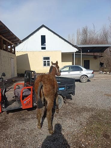 пони пони: Продаю | Жеребенок | Для разведения — 5