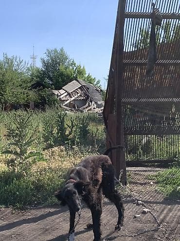 шпиц собака цена бишкек: Таза кандуу тайган сатылат — 7