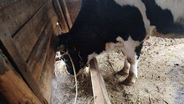 продаю дойных коров: Продаю | Корова (самка), Бык (самец) | Голштин | Для разведения | Привязанные — 10