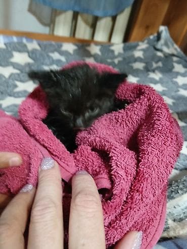 возьму котенка: Котёнок Принесли дети, месяц наверное, немогу оставитьу меня трое — 1