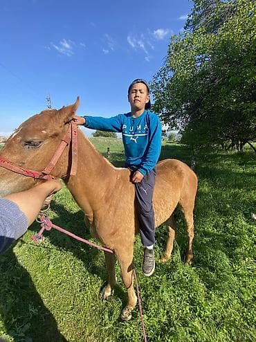 кок бору: Продаю | Кобыла (самка) | На забой, Для разведения, Для молока — 1