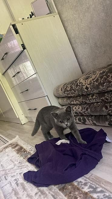 кошки бишкек купить: Британские короткошёрстные котята (окраc «blue») - Порода: британская — 3