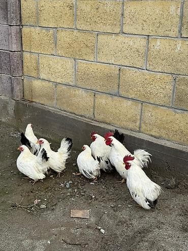 щенки бельгийской овчарки: Продаю | Куры, Петух | Для разведения — 3