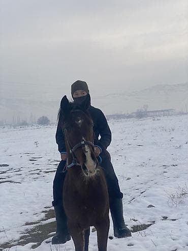 умные собаки: Продаю | Жеребец | Рабочий — 2