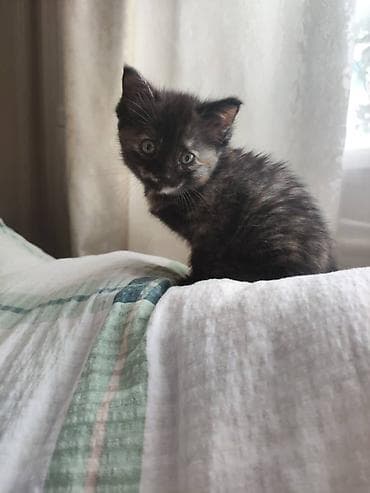 cat litter: Котёнок черепахового окраса - Полудлинная мягкая шерсть с мраморными — 2