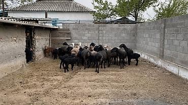 купить барана: Продаю | Овца (самка), Ягненок | На забой, Для разведения | Матка, Ягнившаяся — 6