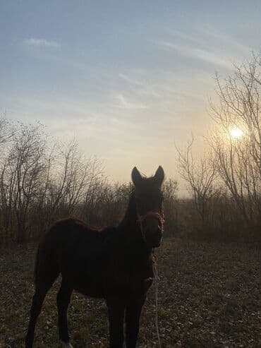 зоомагазин бишкек с животными: Продаю | Жеребенок | Полукровка | Рабочий — 4