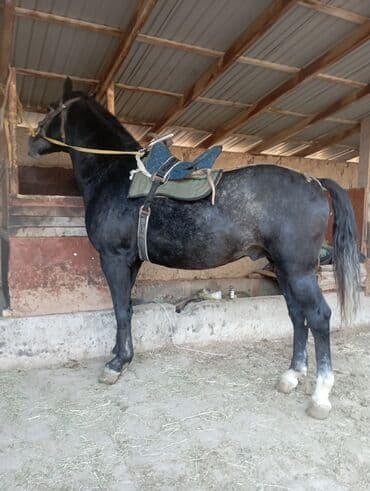 собака доберман сколько стоит: Сатам | Жылкы (эркек) | Жумушка — 1