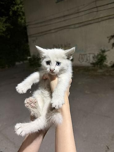 чёрная кошка: Котёнок с разными глазами (один голубой, другой тёмный). Окрас — — 1
