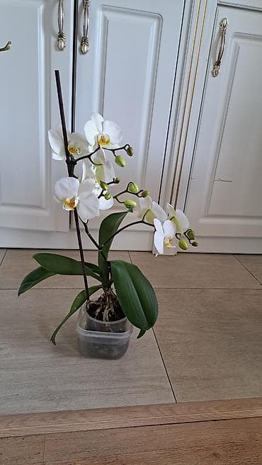 орхидея гулу: Продаётся Архидея — 3