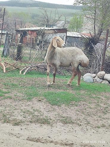 Продаю | Овца (самка) | Для разведения | Племенные