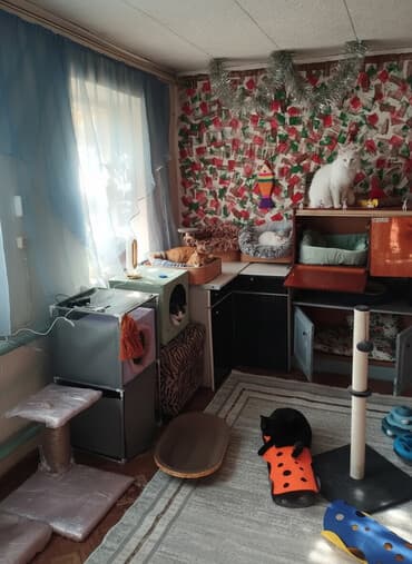 питомцы: Гостиница для кошечек и маленьких собачек до 5 кг Предлагаем — 1