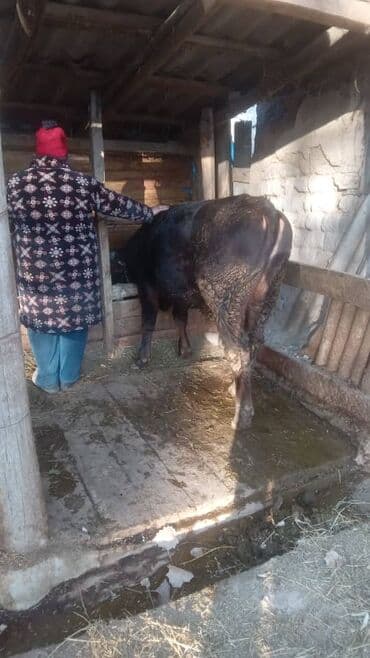 мейн кун бишкек питомник lyubushka купить котенка цена: Продаю | Бык (самец) — 4