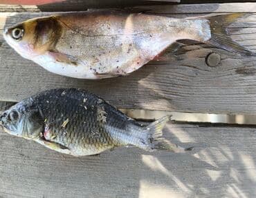 декоративные кролик: Ассалому Алейкум принимаю заказы на 15октябрья — 1