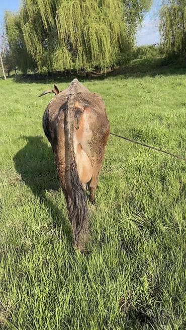 молочная карова: Продаю | Корова (самка) | Алатауская | Для молока | Привязанные — 4