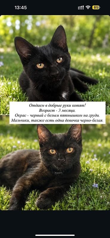 Кошка даром: Беспородная, 3 месяца, Мальчик, Приучена к лотку