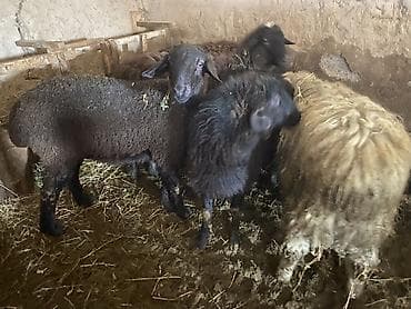 сколько стоит кролик домашний: Продаю | Баран (самец), Ягненок | Полукровка | Для разведения, На забой, Для шерсти | Ярка, Осеменитель — 6