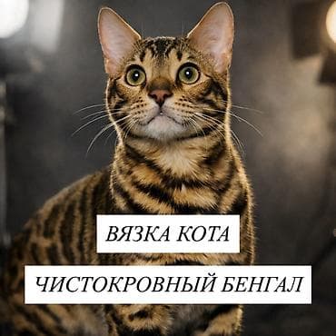 Г. Бишкек Наш чистокровный бенгал, Лео готов к вязке молод и полон at lalafo.kg Г. Бишкек Наш чистокровный бенгал, Лео готов к вязке молод и полон