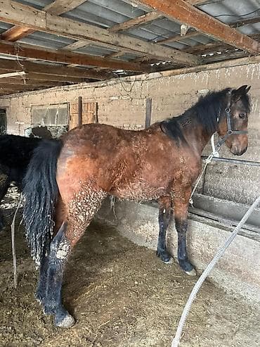 уэльский горный пони: Продаю | Жеребенок | Дончак | Рабочий — 1