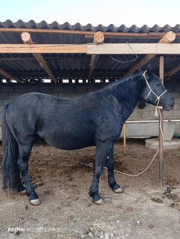 кролик цена: Продаю | Жеребец | Рабочий — 1